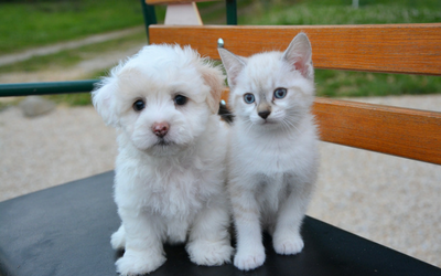 image for World Rabies Day